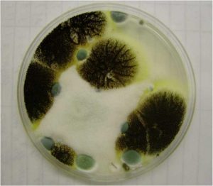 Mold